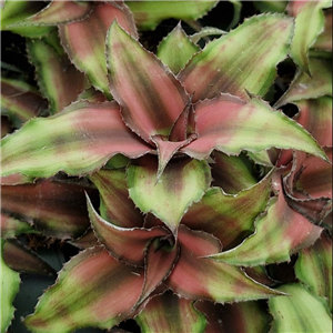 Cryptanthus Bivittatus